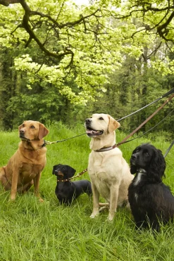 Classic Dog Lead