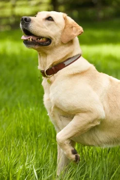 HC Classic Dog Collar
