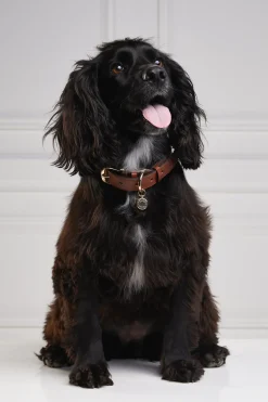 HC Classic Dog Collar